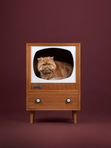TV Meow