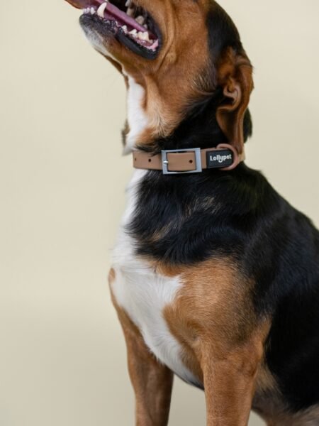 Collier Néoprène Scottie