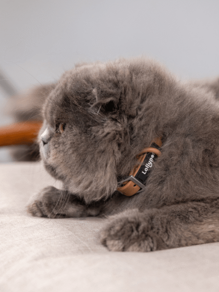 Collier Néoprène Scottie