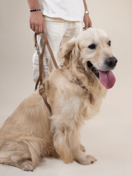 Laisse Néoprène Lollypet