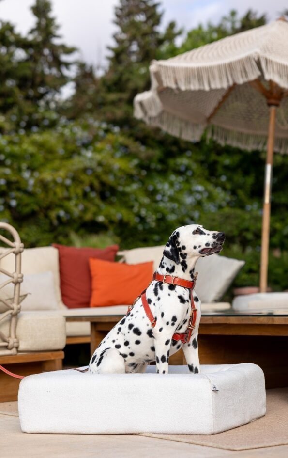 resised-decembre_Plan-de-travail-1-copie-3