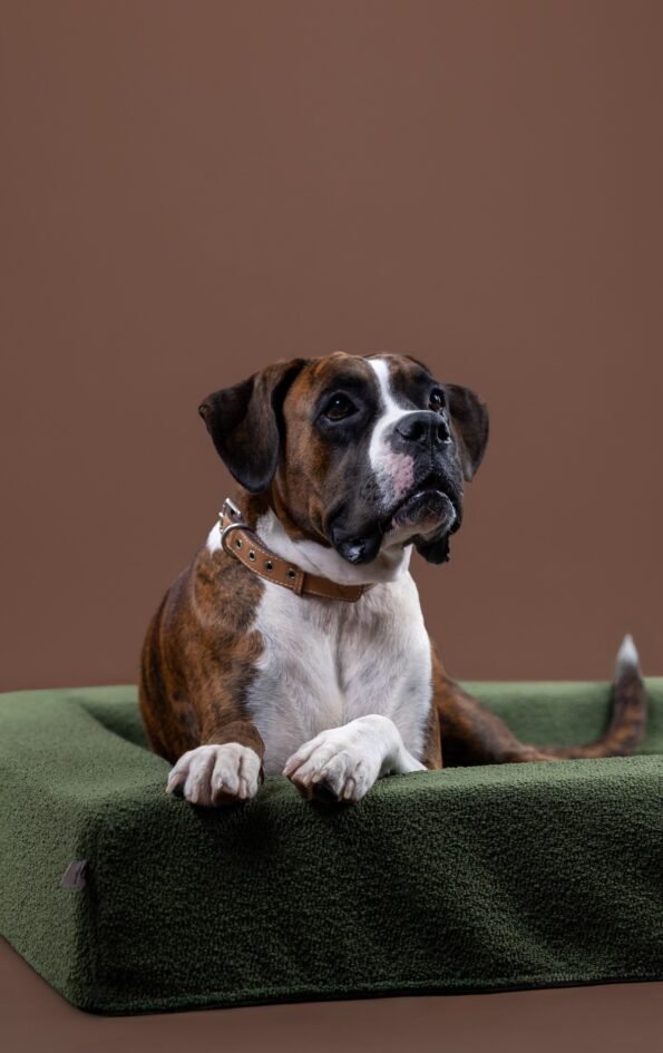 resised-decembre_Plan-de-travail-1-copie-5